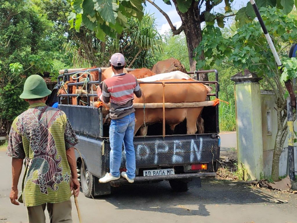 Sapi-sapi keluar dari Pasar Hewan Siyonoharjo.