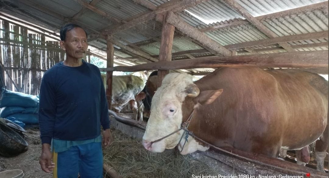 Peternak Gunungkidul menunjukkan sapi simmental 1,08 ton yang terpilih menjadi kurban Presiden RI 2026.